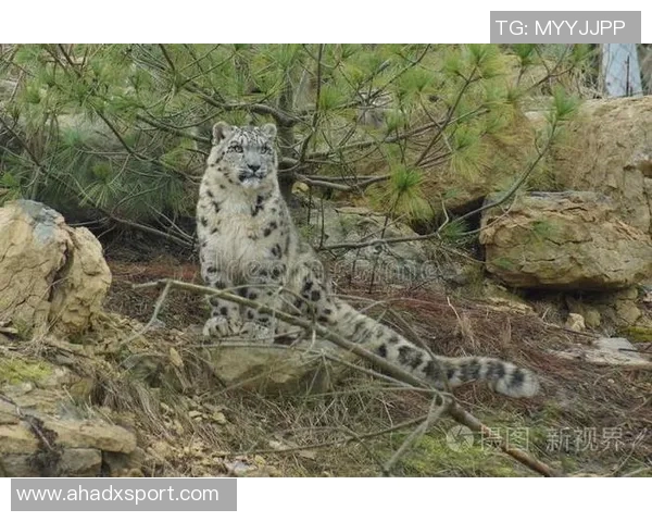 雪豹与美洲虎的生存之争：谁才是野生动物界的真正霸主